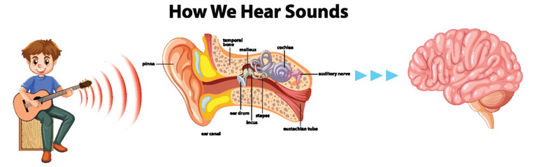 Educational Infographic: Human Hearing Systems Explained