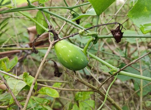Vegetable - Ivy gourd (Coccinia grandis) also known as scarlet gourd, tindora, and kowai fruit, is a tropical vine of family Cucurbitaceae. Mainly found in India. It is cooked as vegetable.