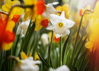 Fototapeta premium White and yellow flowers daffodils