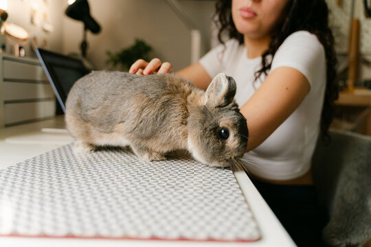 bunny walking around on seek while young woman is trying to work 