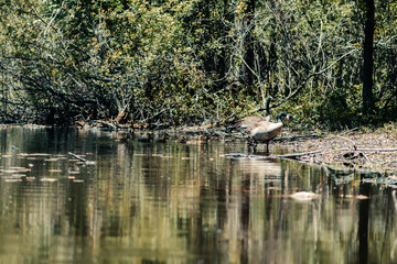 Canadian Geese family searching for food along the edges of a pond in the spring.