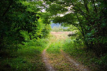 Fototapeta premium Dirt road carving through a forest, natural environment