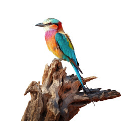 Colorful bird resting on dead tree stump in Kenya s Amboseli National Park