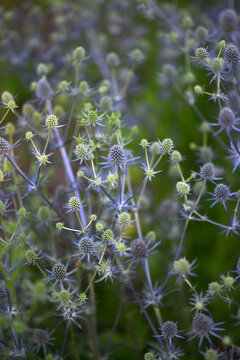 Blue Sea Holly Flowers In A Summer Garden