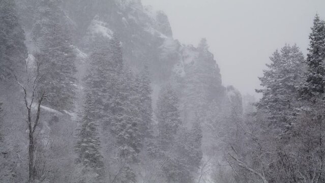 Black and white low angle panning shot of snow on forest trees / American Fork Canyon, Utah, United States