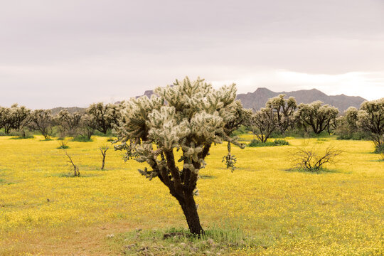 Cholla Cactus Surrounded by Yellow Wildflowers