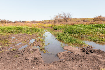 Fototapeta na wymiar Puddles with water after the rains remained on the hiking trail leading along the route in Yehudia National Natural Park in northern Israel