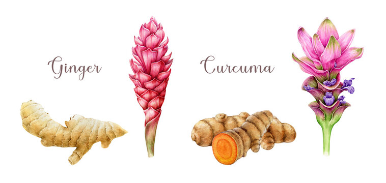 Ginger and curcuma flower with root watercolor illustration set. Hand drawn organic plant spice element set. Ginger and curcuma plants with blossoms collection. White background