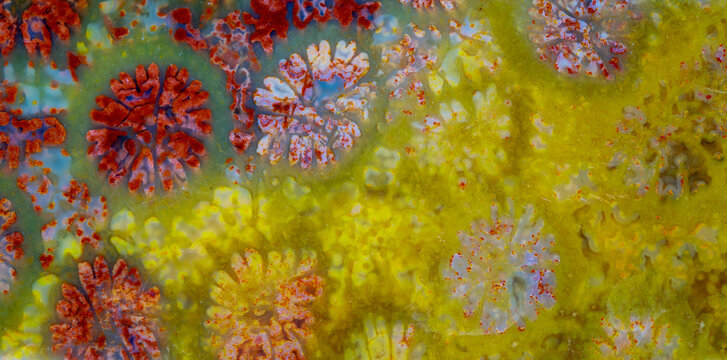 coral skeleton fossil crystal jade agate texture detail