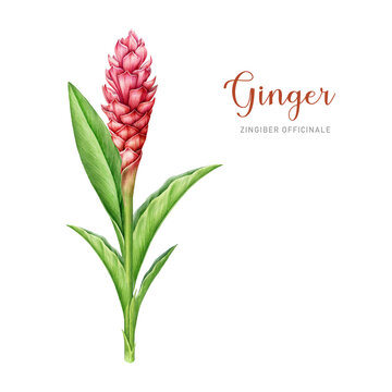 Blooming ginger plant with leaves. Watercolor illustration. Organic fresh spicy plant. Hand drawn bright tropical plant with flower, stem and leaves. Blooming ginger red flower on white background