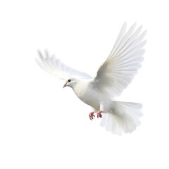 Flying White Pigeon isolated on transparent background, peace dove, Generative ai
