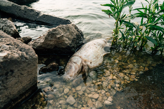 Dead fish laying along the lake shore. 