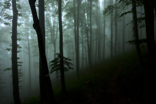 Fototapeta Forest in the fog