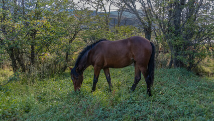 A bay horse is grazing in a clearing, on the green grass. The head is lowered. Trees grow nearby. Mountains in the distance. Argentina. Tierra del Fuego National Park.