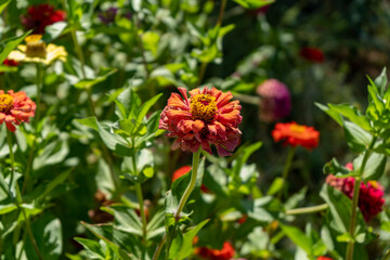Zinnia elegans, also known as youth-and-age, common zinnia or elegant zinnia, is an annual flowering plant in the family Asteraceae with different colours