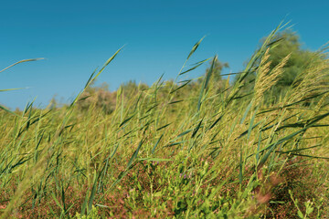 green grass in a desert place