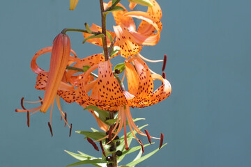 bright orange minimal flowers of a tiger lily plant (lilium lancifolium, lilium tigrinum