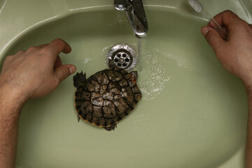 Washing the red-eared turtle in the sink