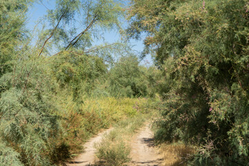 Fototapeta na wymiar a road tree in a desert of uzbekistan