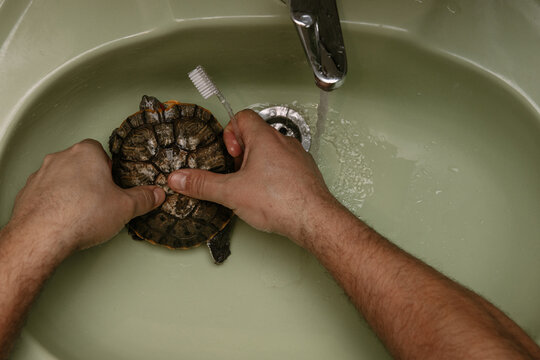 Washing the red-eared turtle in the sink 