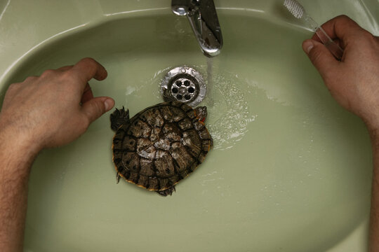 Washing the red-eared turtle in the sink 