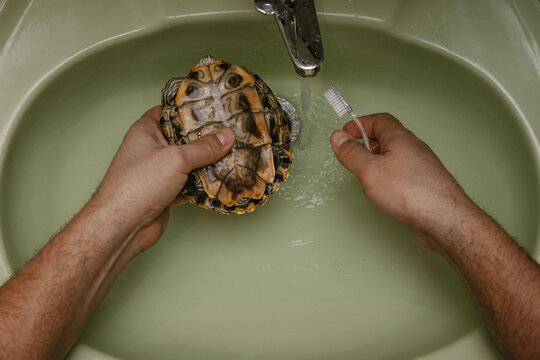 Washing the red-eared turtle in the sink 
