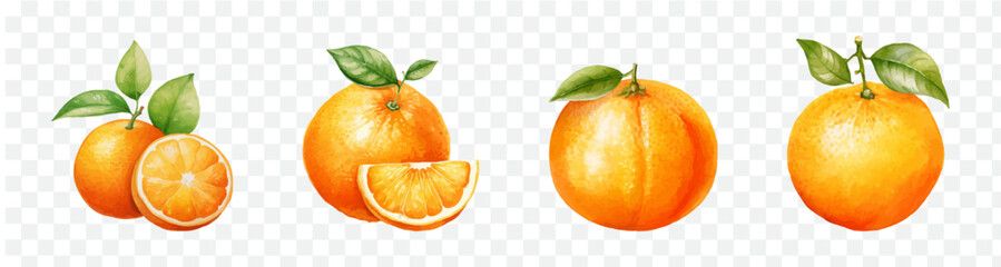 Orange fruit watercolor graphic transparent isolated 