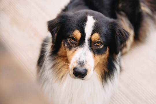 
A serious tricolor Australian Shepherd dog looks directly at camera