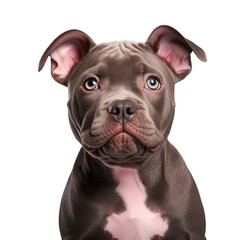 American Bully puppy resting on transparent background