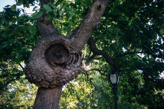 Old tree with burl on trunk
