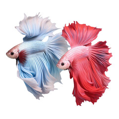 Thailand s crown tail Betta a stunning Siamese fighting fish with red and blue colors isolated on a transparent background