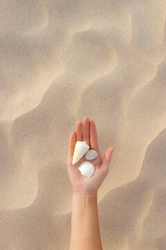 Seashells in a woman's hand 