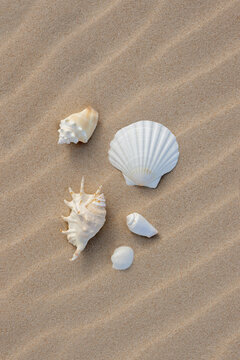 Still Life with shells on sand 