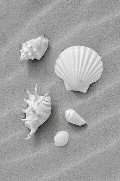 Black and white still life of shells in the sand 