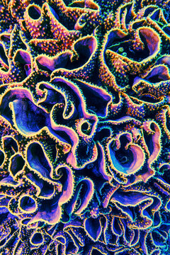 Trippy Abstract of the coral reef