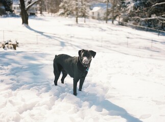 black dog standing in snow in backyard