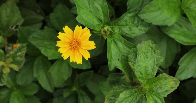 Yellow flower in garden. Trailing daisy. Merigold singapore daisy. Bay Biscayne creeping oxeye.