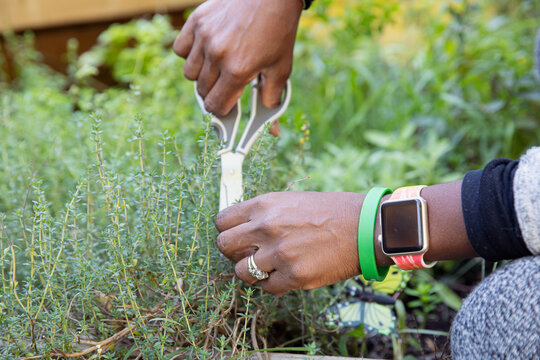 Black woman harvesting thyme by cutting with a scissors