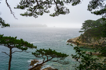 summer view of an old pine tree standing on a rocky cliff with the sea in the background. Blue sea and pine trees. Selective focus.