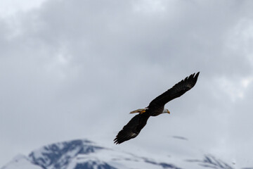 American bald eagle [haliaeetus leucocephalus] with outstretched wings in coastal Alaska United States
