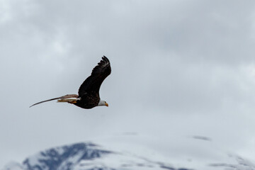 Bald eagle flying with outstretched wings in Alaska United States