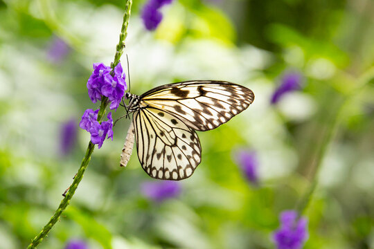 Fototapeta Black and white butterfly sitting on a beautiful purple flower