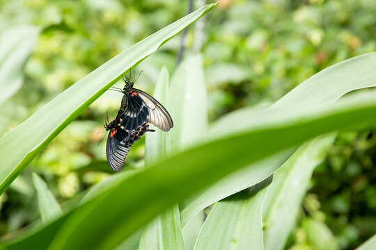 Two black and red butterflies mating while perched on a leaf