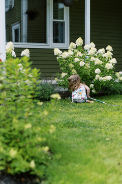 toddler girl in front yard among blooming panicle hydrangeas