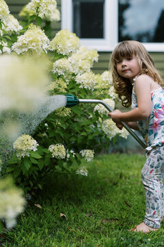 toddler girl in front yard among blooming panicle hydrangeas