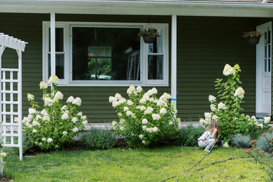 toddler girl in front yard among blooming panicle hydrangeas