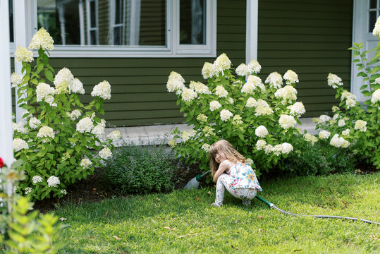 toddler girl in front yard among blooming panicle hydrangeas