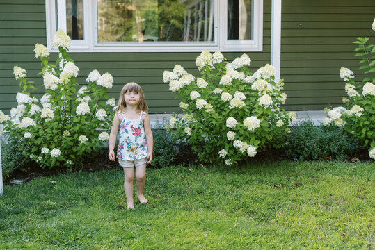 toddler girl in front yard among blooming panicle hydrangeas