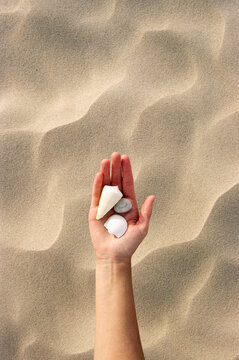 Seashells in a woman's hand 
