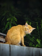 Stray orange cat sitting on the wall and he looks back with curious eyes.